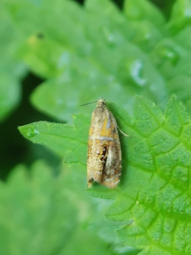 Photo of Arched Marble (Olethreutes arcuella)