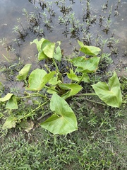 Sagittaria montevidensis
