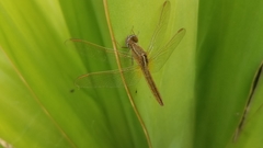 Crocothemis erythraea