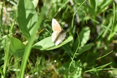 Coenonympha tullia
