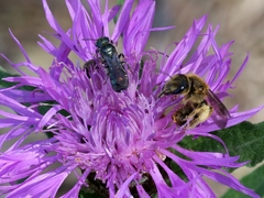 Ceratina cyanea