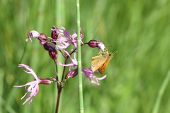 Ochlodes sylvanus