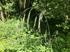 Bromus benekenii