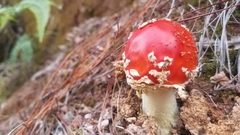 Amanita muscaria muscaria