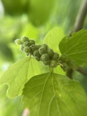 Celticecis oviformis