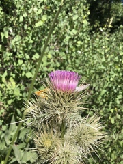 Cirsium eatonii clokeyi