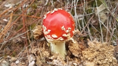 Amanita muscaria muscaria