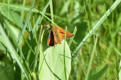 Ochlodes sylvanus