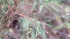 Lestes ochraceus