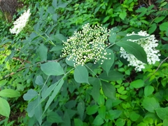 Sambucus nigra