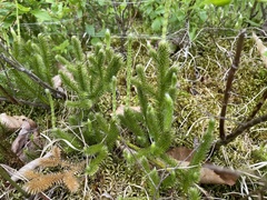 Lycopodium lagopus