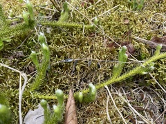Lycopodium lagopus
