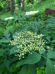 Sambucus nigra