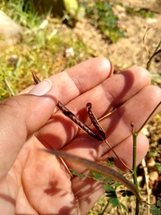 Desmanthus pernambucanus