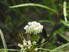 Asclepias angustifolia