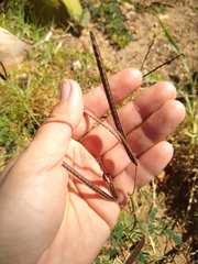 Desmanthus pernambucanus
