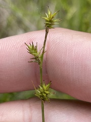 Stellulatae