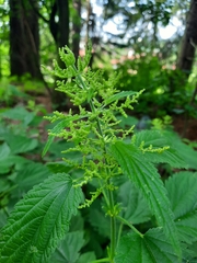 Urtica dioica