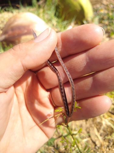 Image of Desmanthus pernambucanus by no rights reserved