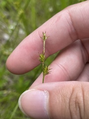 Stellulatae
