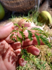 Desmanthus pernambucanus