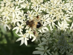 Leucozona lucorum