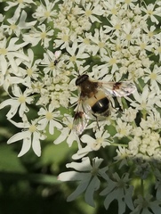Leucozona lucorum