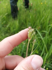 Silphiodaucus prutenicus