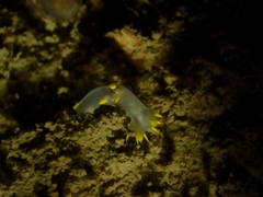 Polycera kernowensis