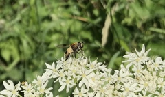 Leucozona lucorum