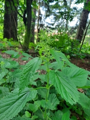 Urtica dioica