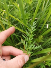 Silphiodaucus prutenicus