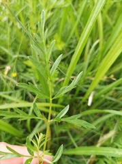 Silphiodaucus prutenicus
