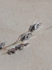 Ustilago perennans