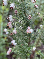 Erica lehmannii