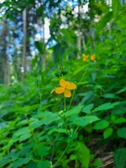 Chelidonium majus