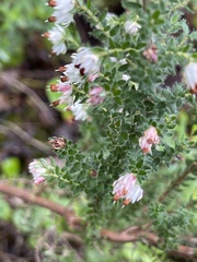 Erica lehmannii