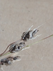 Ustilago perennans