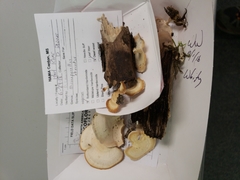 Microporellus obovatus