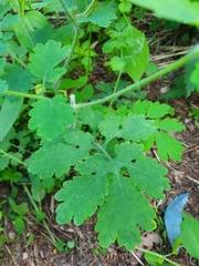 Chelidonium majus
