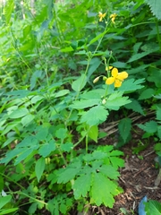 Chelidonium majus