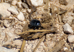 Leptinotarsa haldemani