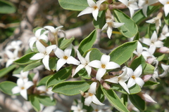 Daphne alpina