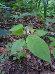 Impatiens parviflora