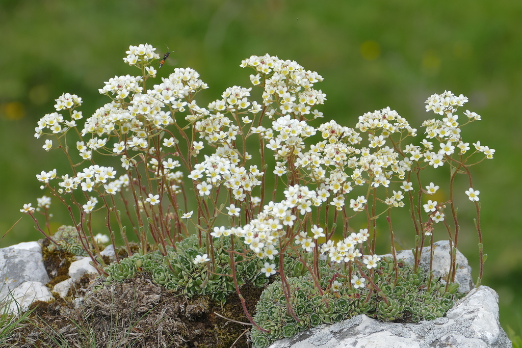 Alpine saxifrage