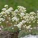 Livelong Saxifrage - Photo (c) Mauro Doffria, some rights reserved (CC BY-NC), uploaded by Mauro Doffria