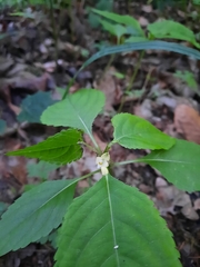 Impatiens parviflora