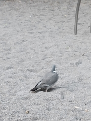 Columba palumbus
