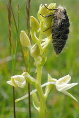 Lycia alpina