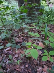 Impatiens parviflora
